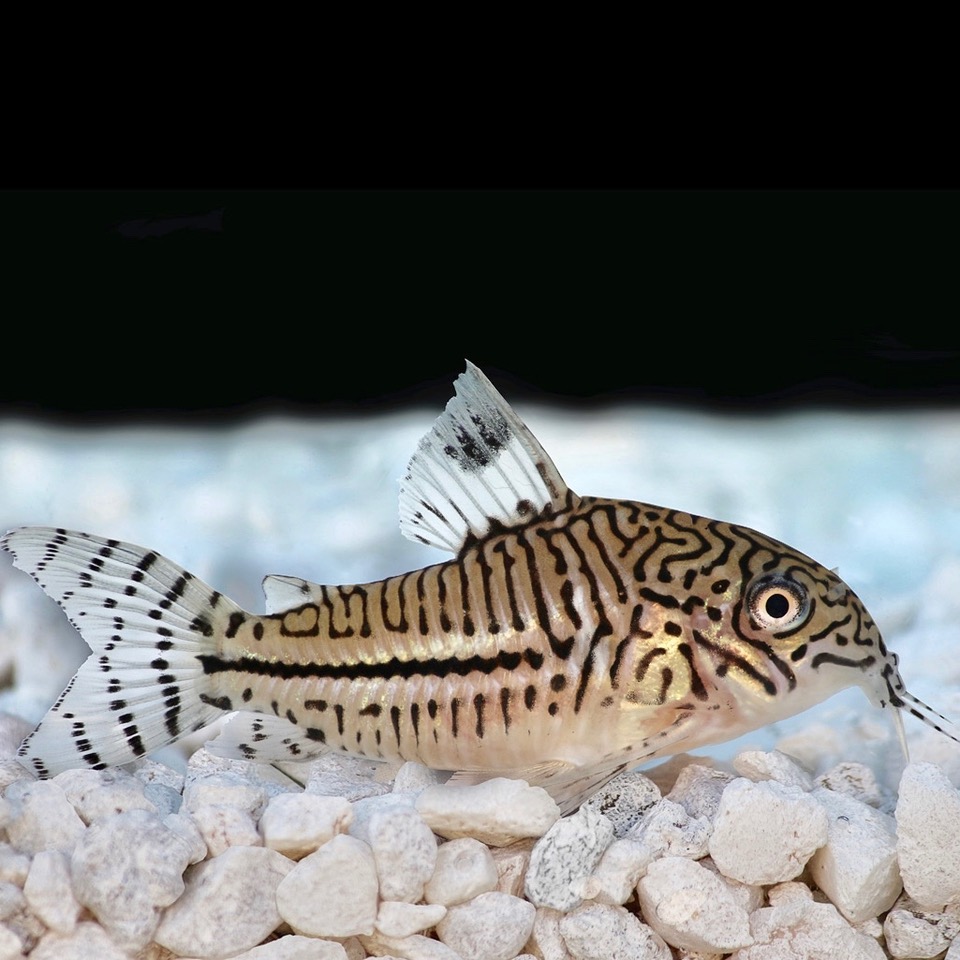 Corydoras julii  Pantsermeerval L